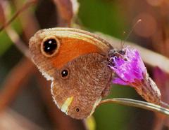 Stygionympha wichgrafi wichgrafi