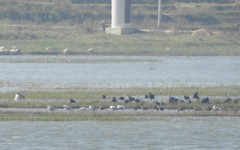 Chroicocephalus brunnicephalus