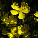 Hibbertia rufa - Photo (c) Ian Sutton, algunos derechos reservados (CC BY-NC-SA)