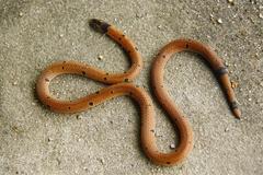 Calliophis maculiceps maculiceps