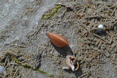 Mactra stultorum