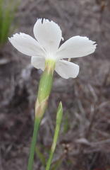 Dianthus albens