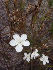 Dianthus albens