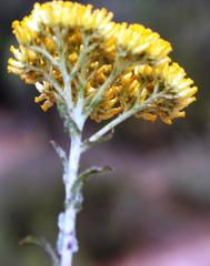 Helichrysum rutilans