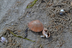 Mactra stultorum