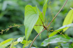 Dioscorea hamiltonii