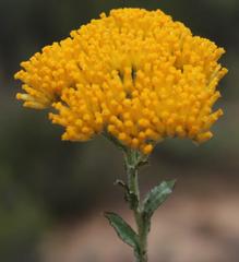 Helichrysum rutilans