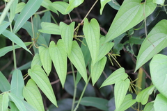 Dioscorea hamiltonii