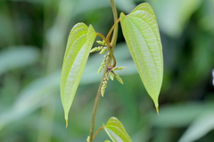 Dioscorea hamiltonii