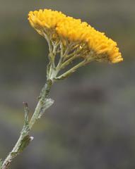 Helichrysum rutilans