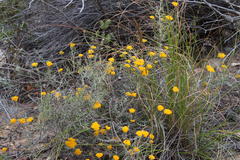 Helichrysum rutilans