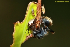 Camponotus sericeus