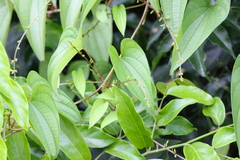 Dioscorea hamiltonii
