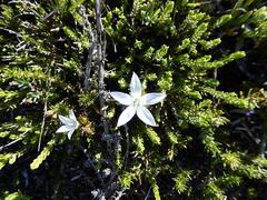 Wahlenbergia calcarea