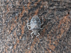 Rhaphigaster nebulosa