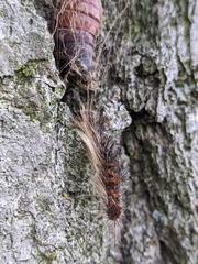 Entomophaga maimaiga