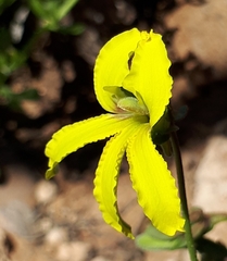 Goodenia arguta