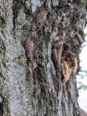 Entomophaga maimaiga
