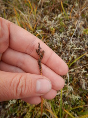 Carex bigelowii arctisibirica
