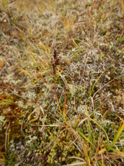 Carex bigelowii arctisibirica