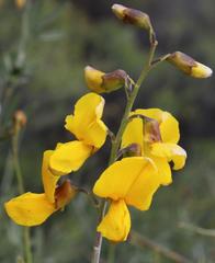 Calobota cytisoides