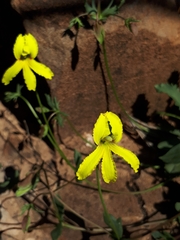 Goodenia arguta