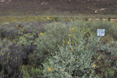 Calobota cytisoides