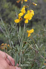 Calobota cytisoides