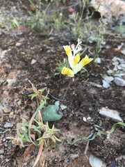 Lachenalia trichophylla