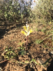Lachenalia trichophylla