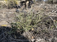 Brickellia oblongifolia