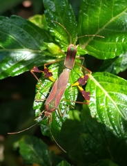 Anisoscelis scutellaris