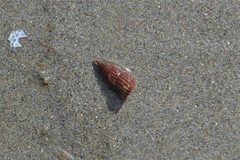 Raphitoma purpurea