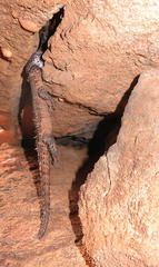 Smaug breyeri