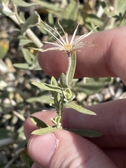 Brickellia oblongifolia