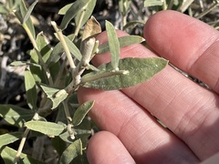 Brickellia oblongifolia