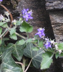 Campanula elatines