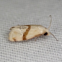 Cochylis caulocatax
