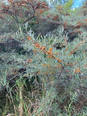 Hippophae
