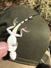 Phrynocephalus guttatus