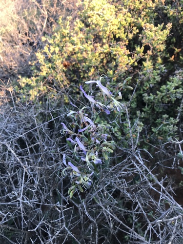Babiana sinuata