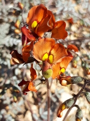 Swainsona stipularis