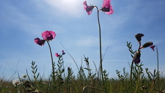 Swainsona plagiotropis