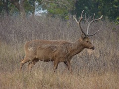Rucervus duvaucelii
