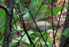 Phylloscopus trochiloides