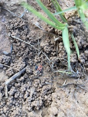 Haemobaphus concinnus