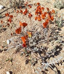 Swainsona stipularis