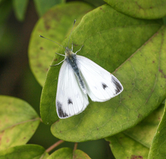 Pieris mannii