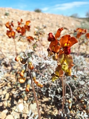 Swainsona stipularis