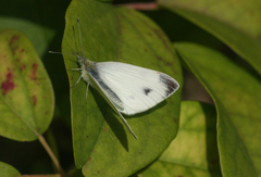 Pieris mannii